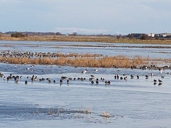 RSPB Marshside